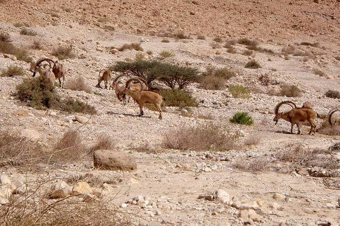 4WD Masada Ein Gedi Judea desert Dead Sea adventure 4x4 Tour. - Masada by cable car and on foot