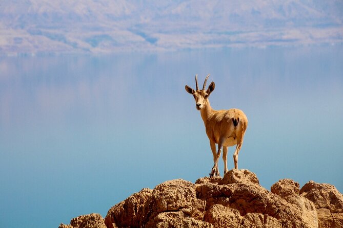 Desert Safari and Dead Sea Day Trip from Tel Aviv - Qumran and the Dead Sea Scrolls