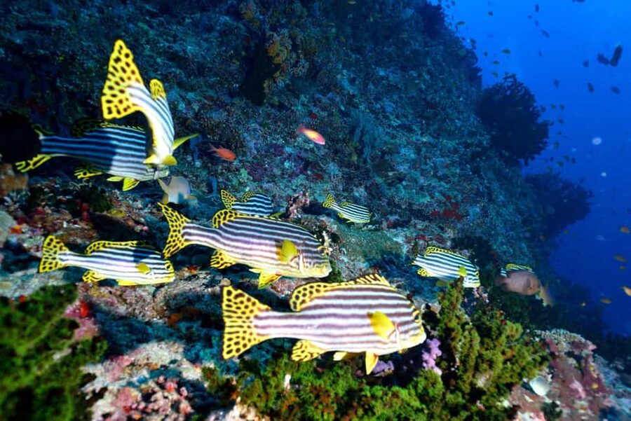 Eilat: Intro to Diving with Certified Instructor - Should You Book the Eilat Scuba Introduction?