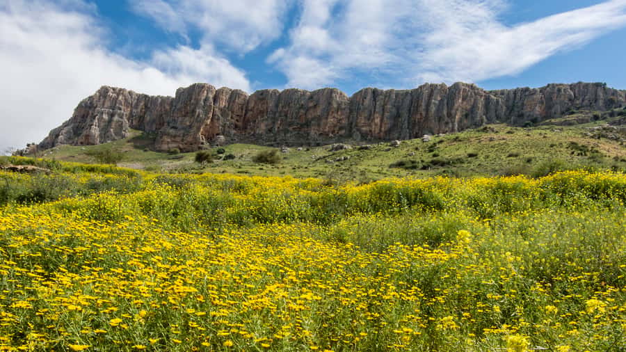 From Jerusalem: Day Trip to Golan Heights and Mount Bental - Key points to know before booking