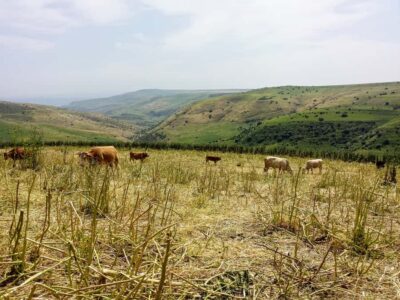 Day Trip to Golan Heights and Mount Bental