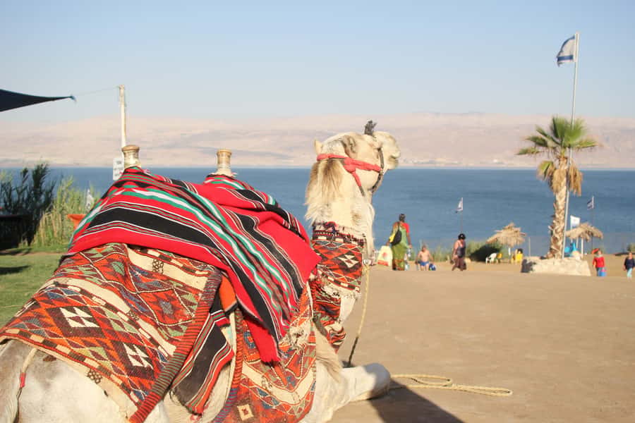 From Tel Aviv: Dead Sea Self-Guided Chill-Out Day Trip - Floating, mud, and the rules of salty water
