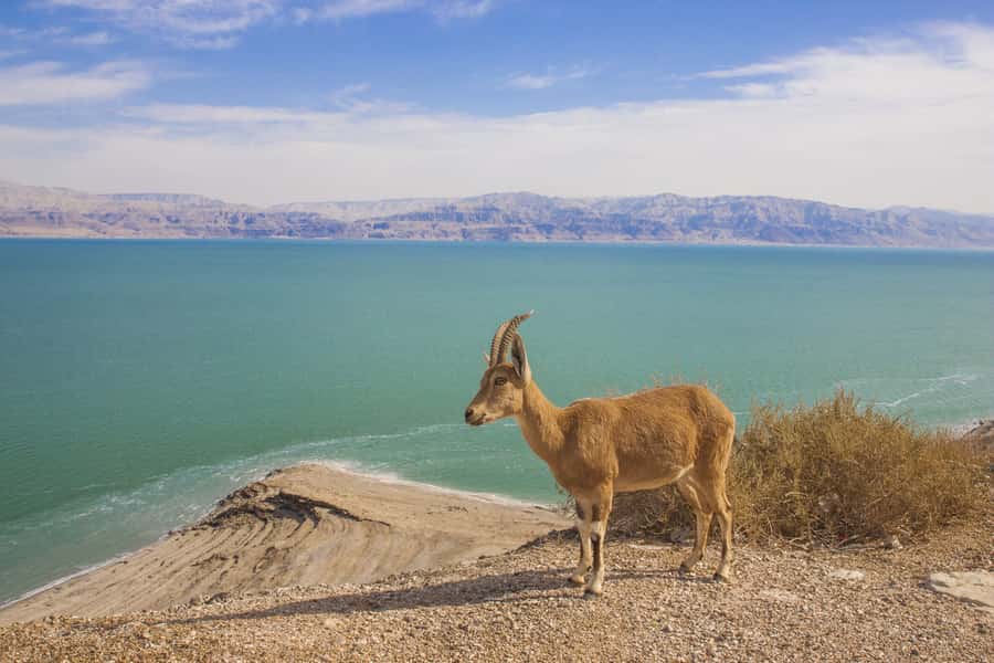 From Tel Aviv: Dead Sea Visit & Desert Safari - The Dragot River and Murbaat Caves