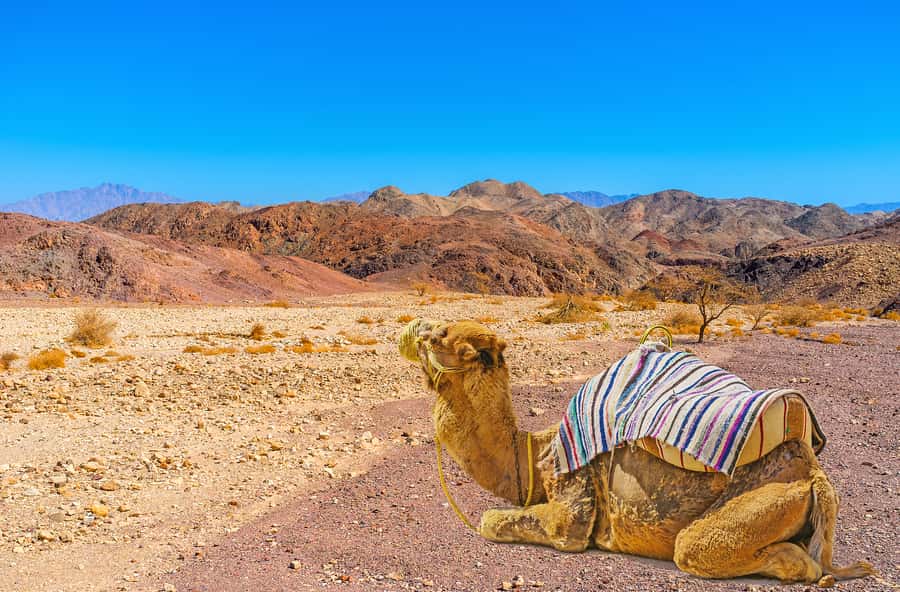 From Tel Aviv: Dead Sea Visit & Desert Safari - Practical preparation for the desert and sea