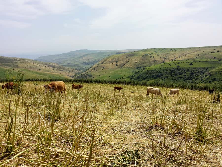 From Tel Aviv: Golan Heights Tour - Key points at a glance
