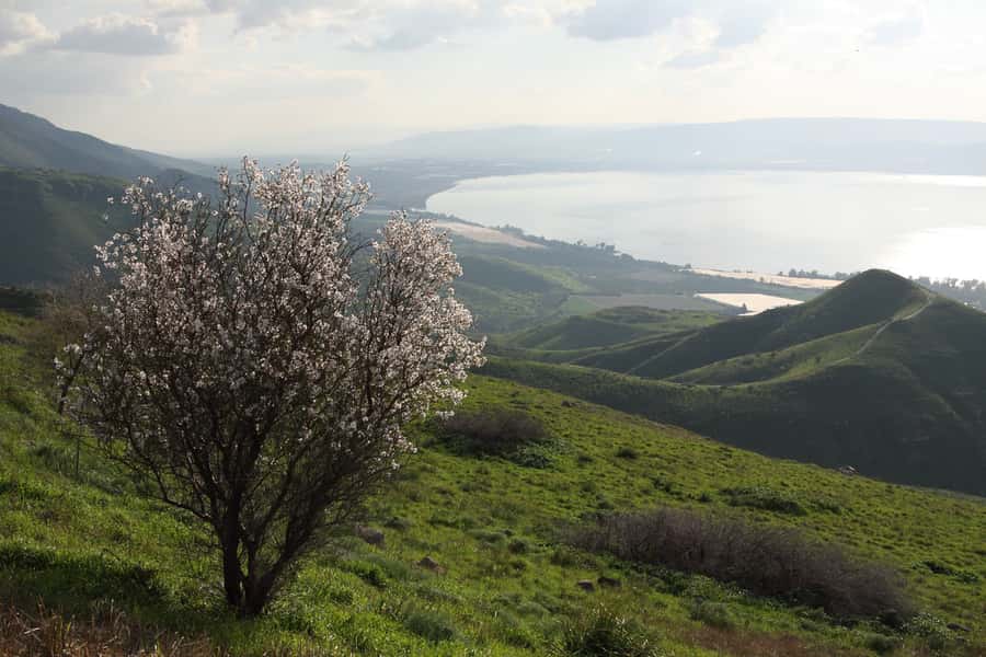 From Tel Aviv: Magdala, Mount of Beatitudes, and Cana Tour - Magdala and the synagogue from Jesus’s lifetime