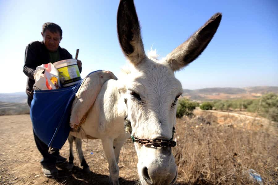 From Tel Aviv: West Bank Day Tour - Ramallah at 10:15 AM