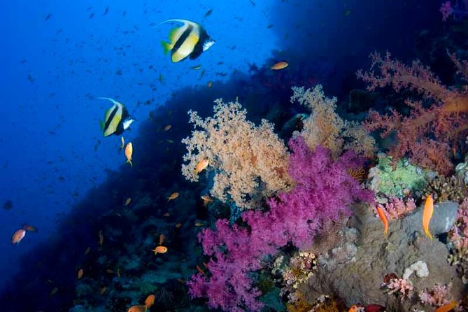 Introductory Dive in Eilat - Moving from the beach into open water