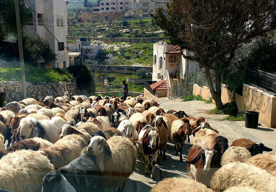 Jerusalem, Bethlehem, & Dead Sea Private Tour - Bethlehem and the Nativity Church