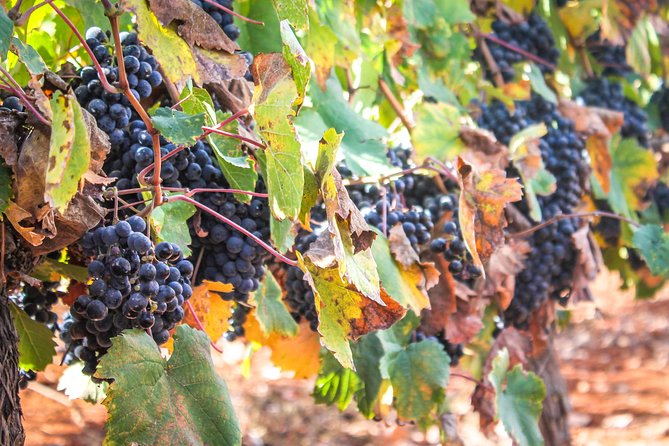 kosher Israel wine tour - Psagot Winery and its ancient cave