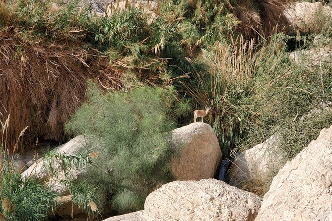 Private Day Tour in Masada and the Dead Sea - Who will enjoy this tour most