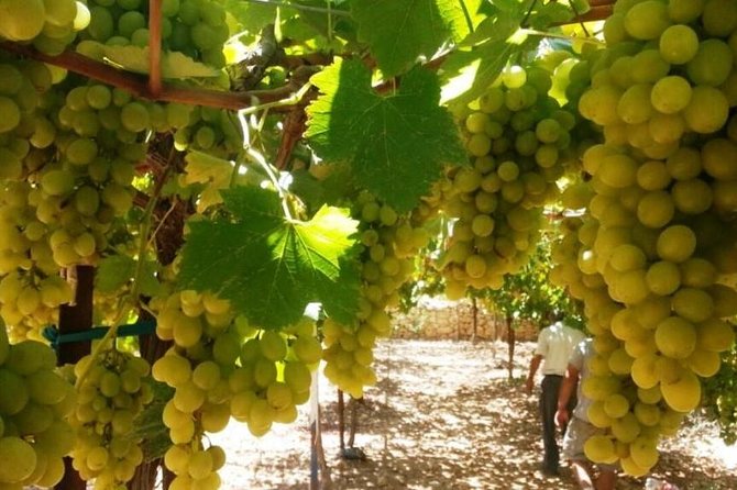 Private Israeli Wines Tour of the Central Israel - Key points to know before you book