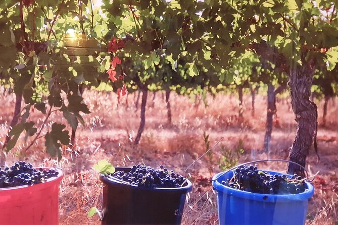 Private Israeli Wines Tour of the Central Israel - The Tishbi possibility and extra food stops