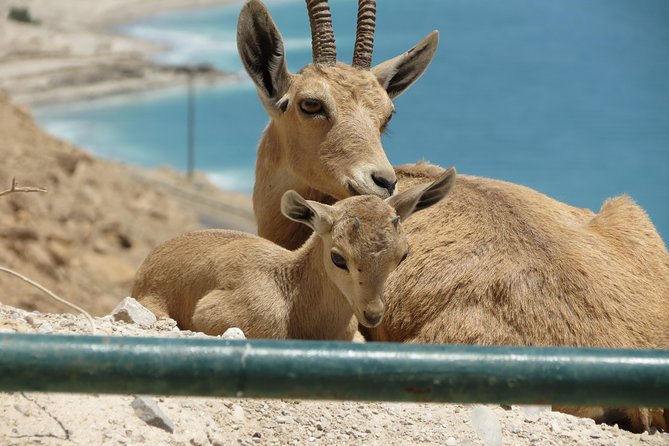 Private Tour: Dead Sea and Masada - Timing, clothing, and practical planning