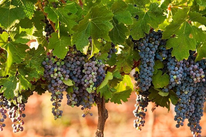 Private wine tour of Northern Israel - What the price really includes