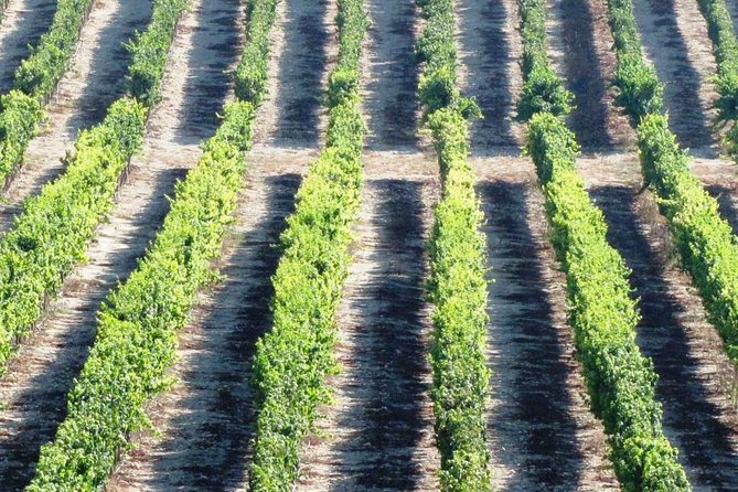 Private wine tour of Northern Israel - Food, purchases, and pacing