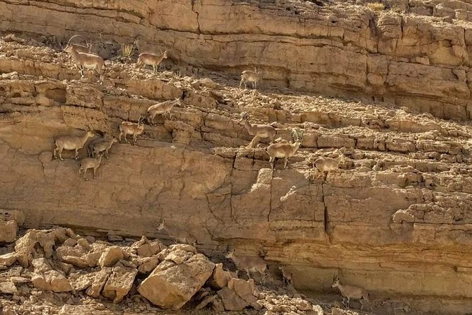 Ramon Crater Jeep Tour from Mitzpe Ramon - Why seeing Ramon Crater from below changes the experience