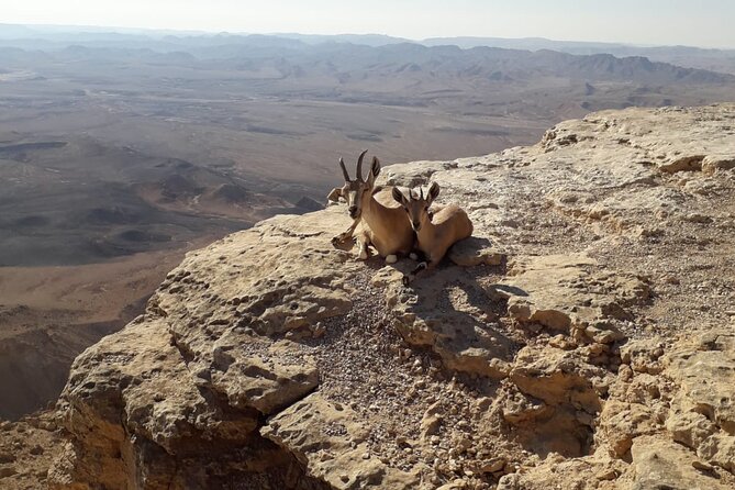Rappelling Down the Ramon Crater Cliff - Safety, nerves, and the first descent