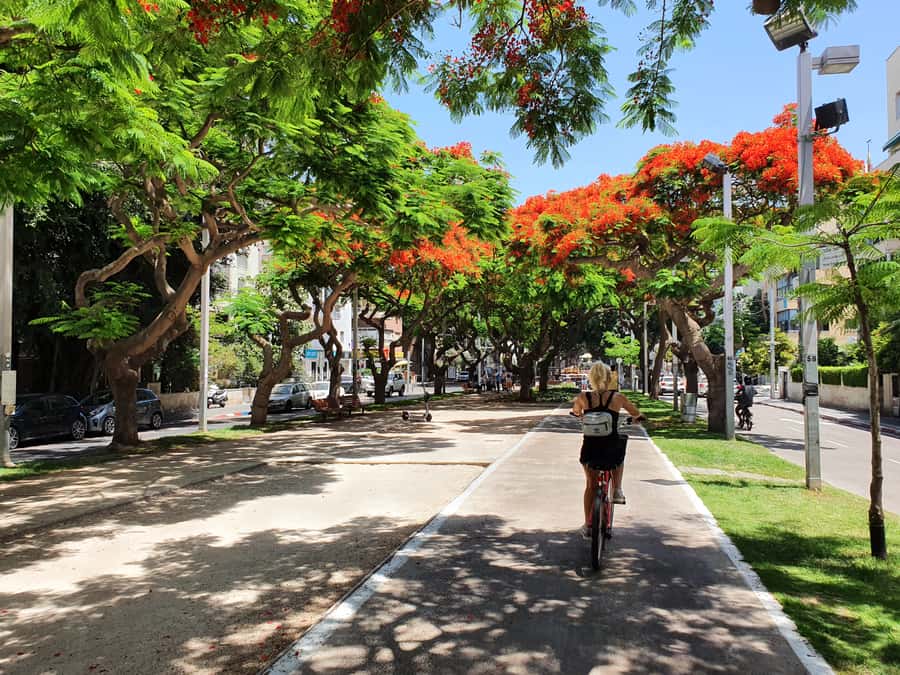 Tel Aviv 3-Hour Easy Bike Tour - What the guide adds to the experience