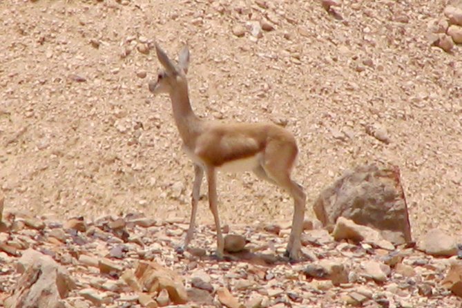 Two hour guided jeep tour in to and around the Ramon crater - Who will enjoy this Ramon Crater tour