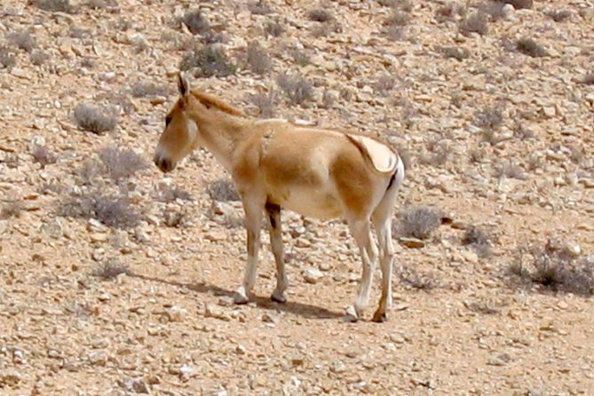 Two hour guided jeep tour in to and around the Ramon crater - Timing, pickup, and the small details that matter